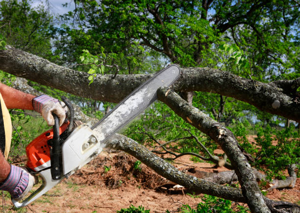 Best Tree Pruning Services  in Borger, TX